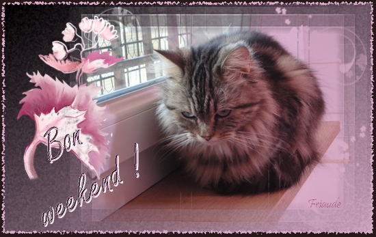 Résultat de recherche d'images pour "bon week end chat"